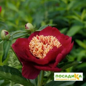 Пион Чарльз Берджес купить по цене от 400р. в интернет-магазине «Посадика» с доставкой почтой в в Москве и по всей России – [изображение №1].