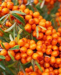 Облепиха “Юлия” (Джем, Варенье, Мармелад) купить по цене от 400.00р. в интернет-магазине «Посадика» с доставкой почтой в в Москве и по всей России – [изображение №1].