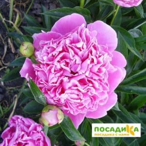 Пион Сьюзи Кью купить по цене от 400р. в интернет-магазине «Посадика» с доставкой почтой в в Москве и по всей России – [изображение №1].