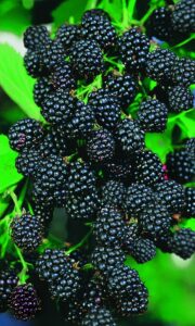 Ежевика “Честер Торнлесс” Высокая урожайность! купить по цене от 380.00р. в интернет-магазине «Посадика» с доставкой почтой в в Москве и по всей России – [изображение №1].