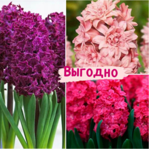 Набор Гиацинт! купить по цене от 748.00р. в интернет-магазине «Посадика» с доставкой почтой в в Москве и по всей России – [изображение №1].