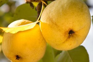 Груша Рыжик купить по цене от 350.00р. в интернет-магазине «Посадика» с доставкой почтой в в Москве и по всей России – [изображение №1].