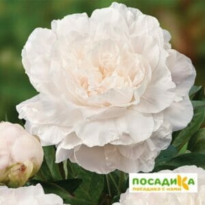 Пион травянистый Бразер Чак купить по цене от 390р. в интернет-магазине «Посадика» с доставкой почтой в в Москве и по всей России – [изображение №1].