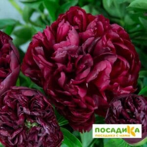 Пион травянистый Питер Бренд купить по цене от 390р. в интернет-магазине «Посадика» с доставкой почтой в в Москве и по всей России – [изображение №1].