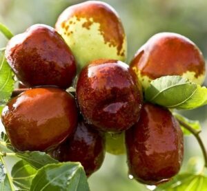 Зизифус “Унаби” Конфетный купить по цене от 450.00р. в интернет-магазине «Посадика» с доставкой почтой в в Москве и по всей России – [изображение №1].