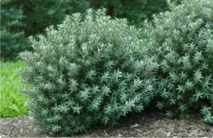 Облепиха мужская “Хикул” (до 150см) купить по цене от 280р. в интернет-магазине «Посадика» с доставкой почтой в в Москве и по всей России – [изображение №1].