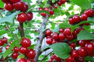 Вишня войлочная Алиса купить по цене от 310.00р. в интернет-магазине «Посадика» с доставкой почтой в в Москве и по всей России – [изображение №1].