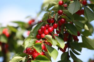 Вишня Осенняя купить по цене от 310.00р. в интернет-магазине «Посадика» с доставкой почтой в в Москве и по всей России – [изображение №1].