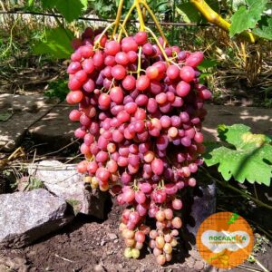 Виноград Велес купить по цене от 280р. в интернет-магазине «Посадика» с доставкой почтой в в Москве и по всей России – [изображение №1].