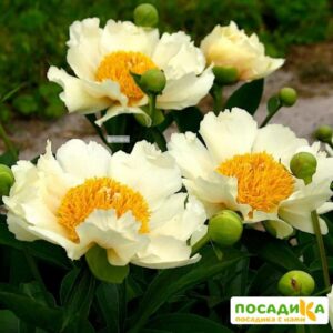 Пион Клэр де Лун купить по цене от 380р. в интернет-магазине «Посадика» с доставкой почтой в в Москве и по всей России – [изображение №1].