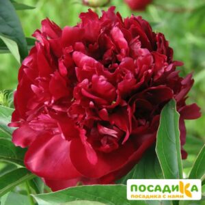 Пион Мсье Мартин Каюзак купить по цене от 410р. в интернет-магазине «Посадика» с доставкой почтой в в Москве и по всей России – [изображение №1].