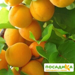 Абрикос Шалах (ананасный) купить по цене от 355р. в интернет-магазине «Посадика» с доставкой почтой в в Москве и по всей России – [изображение №1].