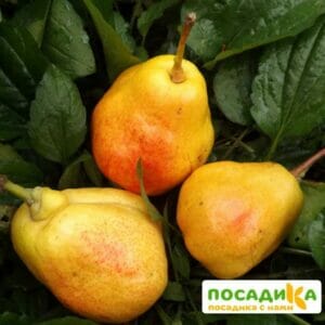 Груша Валентина купить по цене от 350.00р. в интернет-магазине «Посадика» с доставкой почтой в в Москве и по всей России – [изображение №1].
