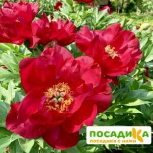 Пион Ито-гибрид Скарлет Хевен купить по цене от 380р. в интернет-магазине «Посадика» с доставкой почтой в в Москве и по всей России – [изображение №1].