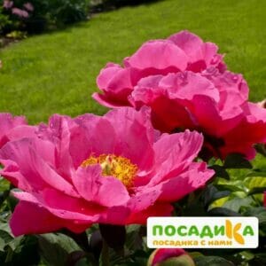Пион Паула Фей купить по цене от 400р. в интернет-магазине «Посадика» с доставкой почтой в в Москве и по всей России – [изображение №1].