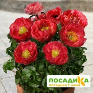 Пион Патио Москва купить по цене от 335р. в интернет-магазине «Посадика» с доставкой почтой в в Москве и по всей России – [изображение №1].