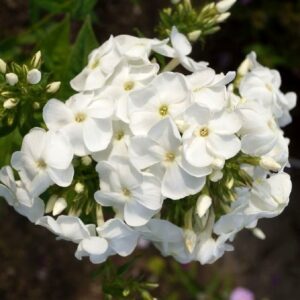 Флокс метельчатый Белоснежка купить по цене от 290р. в интернет-магазине «Посадика» с доставкой почтой в в Москве и по всей России – [изображение №1].