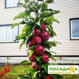 Яблоня колоновидная Малиновое ожерелье купить по цене от 360р. в интернет-магазине «Посадика» с доставкой почтой в в Москве и по всей России – [изображение №1].