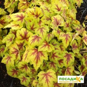 Гейхерелла Санспот купить по цене от 390р. в интернет-магазине «Посадика» с доставкой почтой в в Москве и по всей России – [изображение №1].