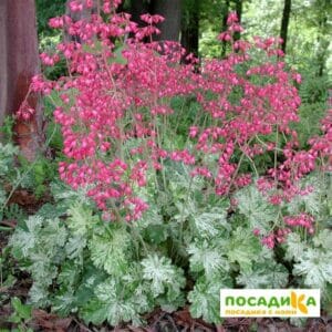 Гейхера Сноу Энджел купить по цене от 360р. в интернет-магазине «Посадика» с доставкой почтой в в Москве и по всей России – [изображение №1].