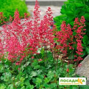 Гейхера Париж купить по цене от 260р. в интернет-магазине «Посадика» с доставкой почтой в в Москве и по всей России – [изображение №1].