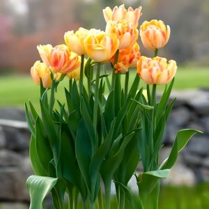 Тюльпан Верона Санрайз купить по цене от 280р. в интернет-магазине «Посадика» с доставкой почтой в в Москве и по всей России – [изображение №1].