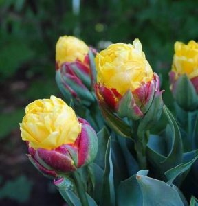 Тюльпан Айс Крим Банана купить по цене от 360р. в интернет-магазине «Посадика» с доставкой почтой в в Москве и по всей России – [изображение №1].