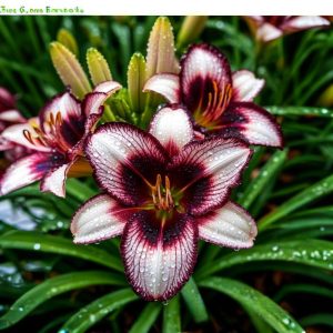 Лилейник Крим Сикл купить по цене от 799р. в интернет-магазине «Посадика» с доставкой почтой в в Москве и по всей России – [изображение №1].