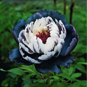 Пион Древовидный Инь-Янь купить по цене от 419р. в интернет-магазине «Посадика» с доставкой почтой в в Москве и по всей России – [изображение №1].