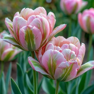 Тюльпан Аврора Принцес купить по цене от 345р. в интернет-магазине «Посадика» с доставкой почтой в в Москве и по всей России – [изображение №1].